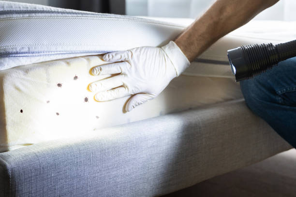 Best Mosquito Control Services  in Country Club Hls, IL